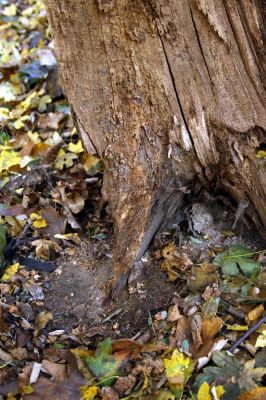 Bratislava, 30.10.2009
Vlčie hrdlo. Trouchnivý pařez.
Klíčová slova: Bratislava Vlčie hrdlo Cardiophorus anticus Procraerus tibialis Ampedus elegantulus pomorum elongatulus