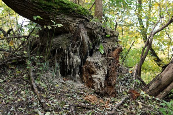 Bratislava, 30.10.2009
Vlčie hrdlo. Trouchnivý pahýl vrby.
Schlüsselwörter: Bratislava Vlčie hrdlo Procraerus tibialis