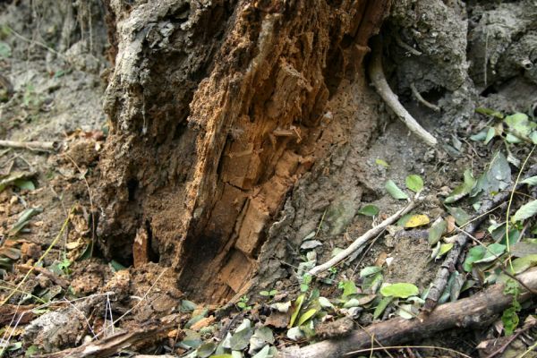 Bratislava, 30.10.2009
Vlčie hrdlo. Trouchnivý pahýl vrby.
Klíčová slova: Bratislava Vlčie hrdlo Procraerus tibialis