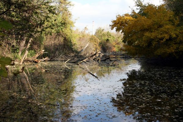 Bratislava, 30.10.2009
Dunajské luhy - Vlčie hrdlo. Pohled na Biskupické rameno.
Klíčová slova: Bratislav Vlčie hrdlo Biskupické rameno