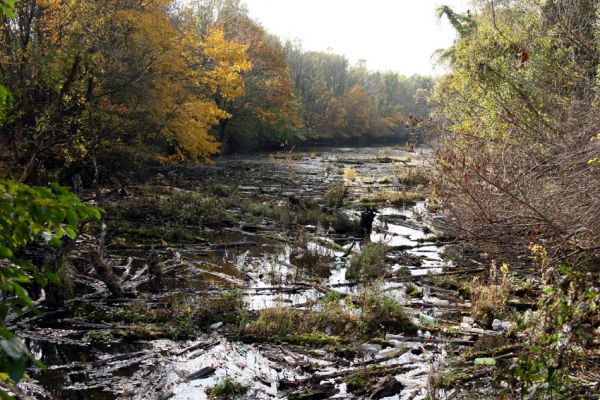 Bratislava, 30.10.2009
Dunajské luhy - Vlčie hrdlo. Pohled na Biskupické rameno.
Mots-clés: Bratislav Vlčie hrdlo Biskupické rameno