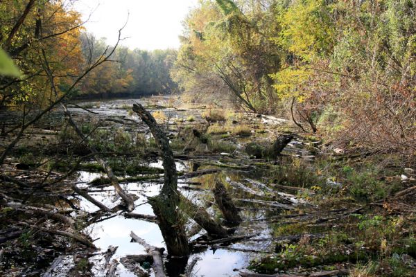 Bratislava, 30.10.2009
Dunajské luhy - Vlčie hrdlo. Pohled na Biskupické rameno.
Mots-clés: Bratislav Vlčie hrdlo Biskupické rameno