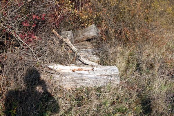 Bratislava, 30.10.2009
Ostrov Kopáč. Osluněné trouchnivé dřevo - domov dřevokazných mravenců.
Klíčová slova: Bratislava Ostrov Kopáč