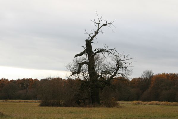 Břeclav - obora Soutok, 11.11.2015
Malé Lány - solitérní dub.



Klíčová slova: Břeclav obora Soutok Malé Lány Cardiophorus dolini gramineus Ampedus cardinalis