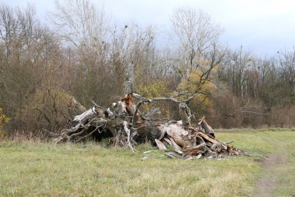 Břeclav - obora Soutok, 11.11.2015
Malé Lány - padlý rozlomený dub na severním okraji louky.


Keywords: Břeclav obora Soutok Malé Lány Cardiophorus dolini gramineus Ampedus cardinalis