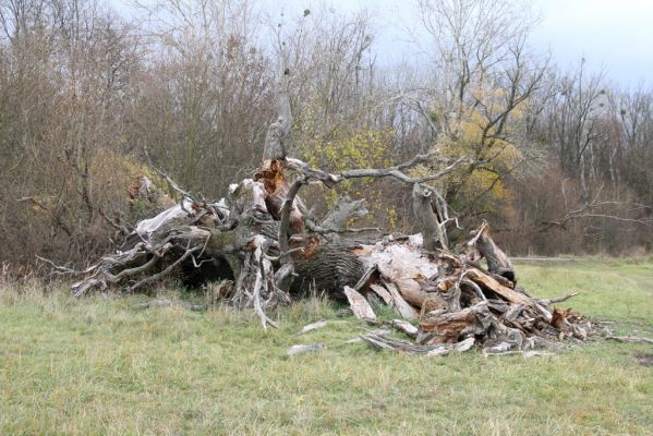 Břeclav - obora Soutok, 11.11.2015
Malé Lány - padlý rozlomený dub na severním okraji louky.


Keywords: Břeclav obora Soutok Malé Lány Cardiophorus dolini gramineus Ampedus cardinalis