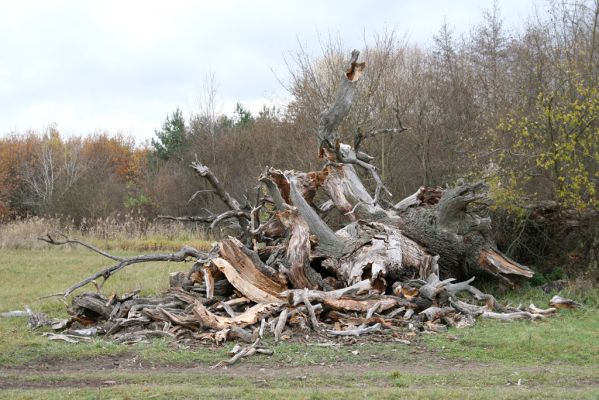 Břeclav - obora Soutok, 11.11.2015
Malé Lány - padlý rozlomený dub na severním okraji louky.



Schlüsselwörter: Břeclav obora Soutok Malé Lány Cardiophorus dolini gramineus Ampedus cardinalis