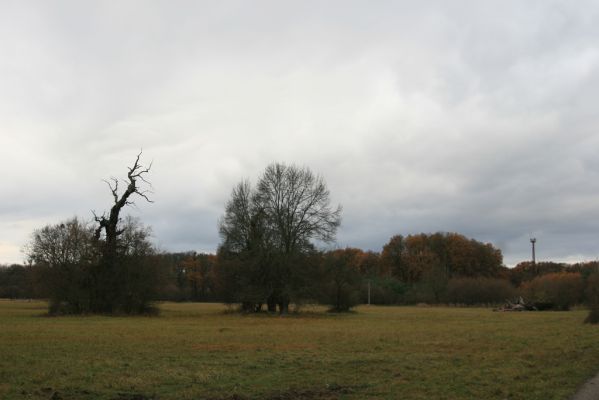 Břeclav - obora Soutok, 11.11.2015
Malé Lány - solitérní duby.



Schlüsselwörter: Břeclav obora Soutok Malé Lány Cardiophorus dolini gramineus Ampedus cardinalis