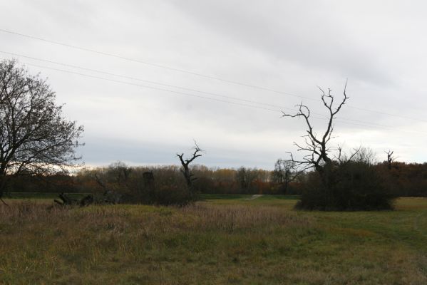 Břeclav - obora Soutok, 11.11.2015
Solitérní duby u zámečku Lány.



Keywords: Břeclav obora Soutok zámeček Lány Cardiophorus dolini gramineus Ampedus cardinalis