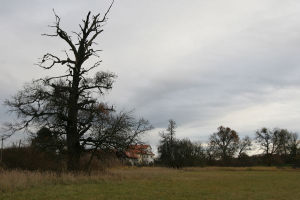 Břeclav - obora Soutok, 11.11.2015
Solitérní dub u zámečku Lány.



Mots-clés: Břeclav obora Soutok zámeček Lány Cardiophorus dolini gramineus Ampedus cardinalis