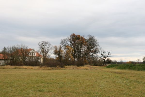 Břeclav - obora Soutok, 11.11.2015
Solitérní duby u zámečku Lány.



Keywords: Břeclav obora Soutok zámeček Lány Cardiophorus dolini