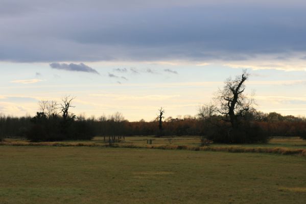 Břeclav - obora Soutok, 11.11.2015
Dlouhý hrúd – solitérní duby u zámečku Lány.



Keywords: Břeclav obora Soutok zámeček Lány Dlouhý hrúd Cardiophorus gramineus Ampedus cardinalis