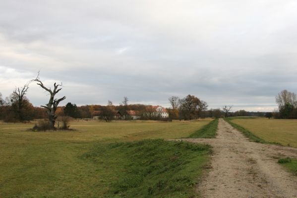 Břeclav - obora Soutok, 11.11.2015
Solitérní duby u zámečku Lány.



Keywords: Břeclav obora Soutok zámeček Lány Cardiophorus dolini gramineus Ampedus cardinalis