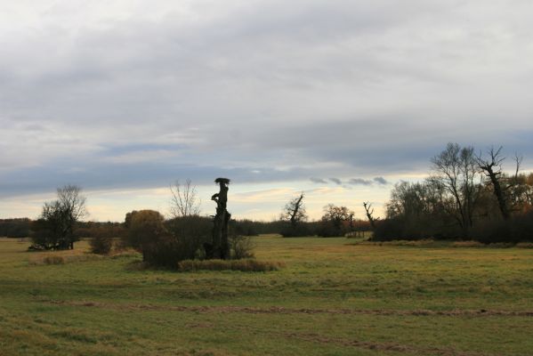 Břeclav - obora Soutok, 11.11.2015
Dlouhý hrúd – solitérní duby u zámečku Lány.



Keywords: Břeclav obora Soutok zámeček Lány Dlouhý hrúd Cardiophorus gramineus Ampedus cardinalis Ectamenogonus montandoni