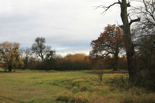 Břeclav - obora Soutok, 11.11.2015
Dlouhý hrúd – solitérní duby severozápadně od zámečku Lány.


Schlüsselwörter: Břeclav obora Soutok zámeček Lány Dlouhý hrúd Cardiophorus gramineus Ampedus cardinalis