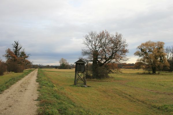 Břeclav - obora Soutok, 11.11.2015
Dlouhý hrúd – solitérní duby u protipovodňové hráze severozápadně od zámečku Lány.


Klíčová slova: Břeclav obora Soutok zámeček Lány Dlouhý hrúd Cardiophorus gramineus Ampedus cardinalis