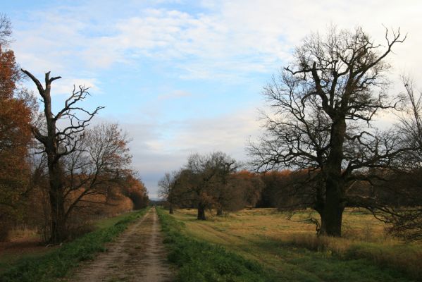 Břeclav - obora Soutok, 11.11.2015
Solitérní duby u protipovodňové hráze mezi Pohanskem a zámečkem Lány u Černého jezera.

Klíčová slova: Břeclav obora Soutok Pohansko Lány Cardiophorus gramineus Ampedus cardinalis Brachygonus ruficeps