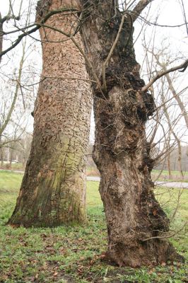 Břeclav, 10.12.2015
Mrtvý dub u cesty od Zámeckého pivovaru k Dyji. 



Keywords: Břeclav Zámecká seč Brachygonus ruficeps