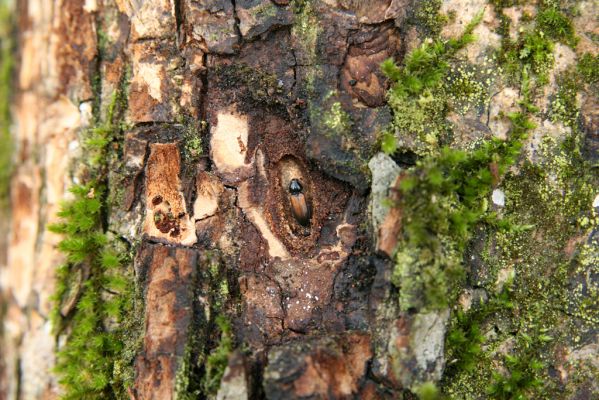 Břeclav, 10.12.2015
Kančí obora. Kovařík Calambus bipustulatus f. semiflavus (Fleischer) v kukelní kolébce v kůře javoru.



Klíčová slova: Břeclav Kančí obora Calambus bipustulatus