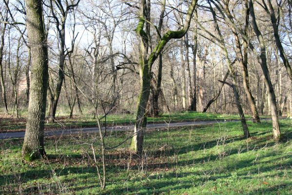 Břeclav, 10.12.2015
Kančí obora - javor osídlený kovaříky Calambus bipustulatus.



Klíčová slova: Břeclav Kančí obora Calambus bipustulatus