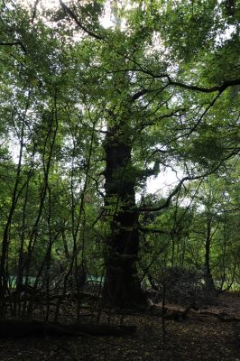 Břeclav, 16.10.2021
Obora Soutok, Pohansko, slepé rameno u Lázníčkovy louky.
Keywords: Břeclav Pohansko Obora Soutok Lázníčkova louka