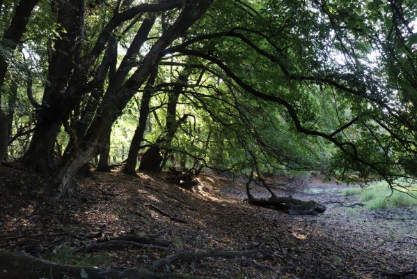 Břeclav, 16.10.2021
Obora Soutok, Pohansko, slepé rameno u Lázníčkovy louky.
Keywords: Břeclav Pohansko Obora Soutok Lázníčkova louka