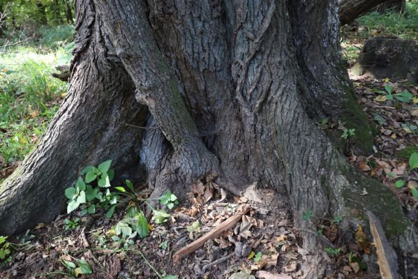 Břeclav, 16.10.2021
Obora Soutok, Pohansko, polesí Jelení.
Schlüsselwörter: Břeclav Pohansko Obora Soutok Jelení Brachygonus ruficeps