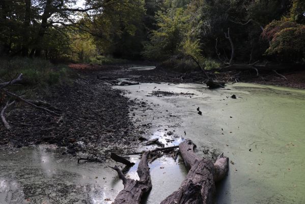 Břeclav, 16.10.2021
Obora Soutok, Pohansko, polesí Jelení.
Schlüsselwörter: Břeclav Pohansko Obora Soutok Jelení