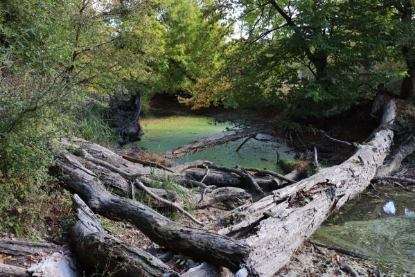 Břeclav, 16.10.2021
Obora Soutok, Pohansko, polesí Jelení.
Schlüsselwörter: Břeclav Pohansko Obora Soutok Jelení