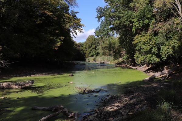 Břeclav, 16.10.2021
Obora Soutok, Pohansko, polesí Jelení.
Schlüsselwörter: Břeclav Pohansko Obora Soutok Jelení