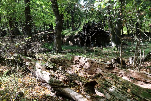 Břeclav, 16.10.2021
Obora Soutok, Pohansko, polesí Krásná lípa.
Schlüsselwörter: Břeclav Pohansko Obora Soutok Krásná Lípa