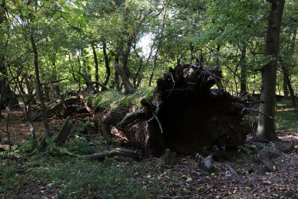 Břeclav, 16.10.2021
Obora Soutok, Pohansko, polesí Krásná lípa.
Klíčová slova: Břeclav Pohansko Obora Soutok Krásná Lípa