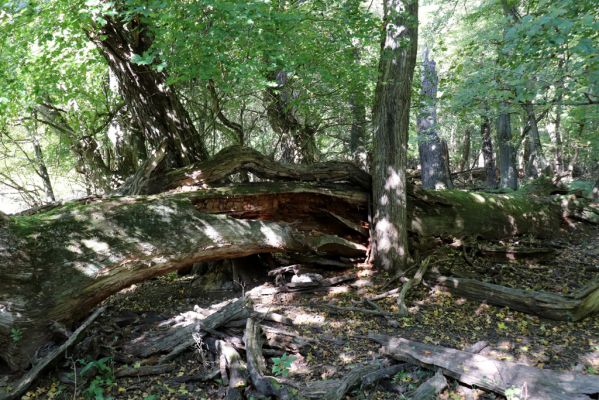 Břeclav, 16.10.2021
Obora Soutok, Pohansko, polesí Krásná lípa.
Schlüsselwörter: Břeclav Pohansko Obora Soutok Krásná Lípa