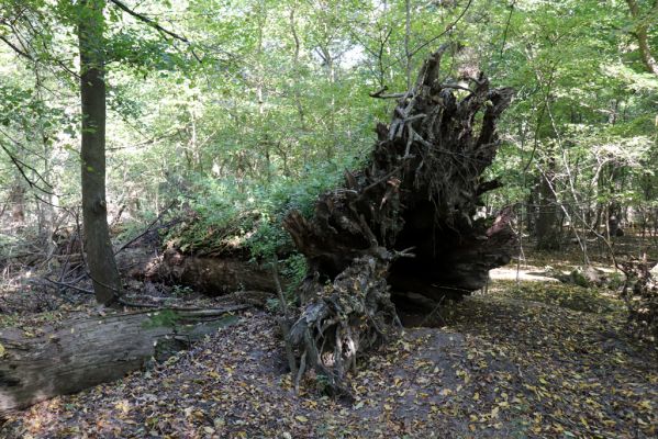 Břeclav, 16.10.2021
Obora Soutok, Pohansko, polesí Krásná lípa. 
Klíčová slova: Břeclav Pohansko Obora Soutok Krásná Lípa