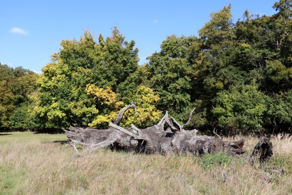 Břeclav, 16.10.2021
Obora Soutok, Pohansko - Černé jezero.
Mots-clés: Břeclav Pohansko Obora Soutok Černé jezero