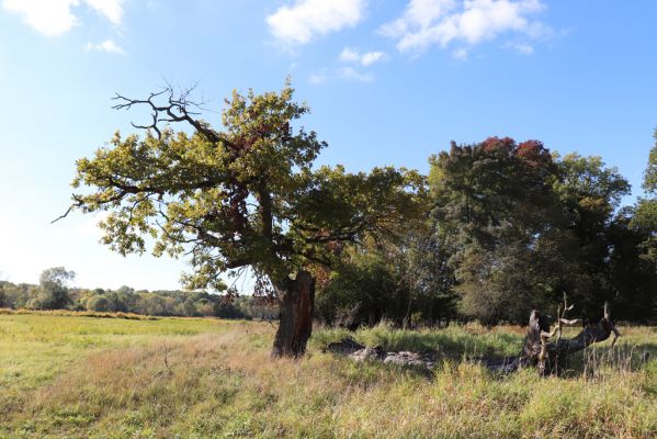 Břeclav, 16.10.2021
Obora Soutok, Pohansko - Černé jezero.
Klíčová slova: Břeclav Pohansko Obora Soutok Černé jezero