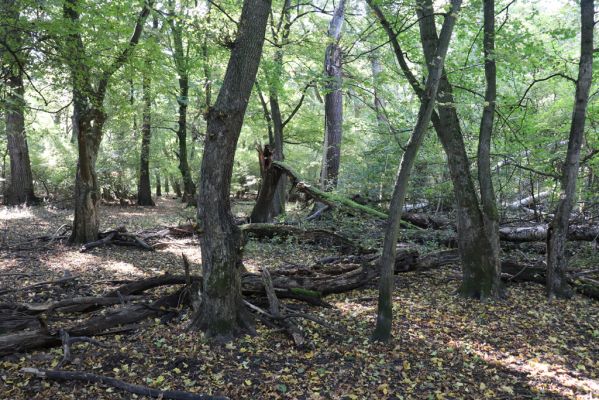 Břeclav, 16.10.2021
Pohansko - lužní les u Dyje.
Schlüsselwörter: Břeclav Pohansko Brachygonus ruficeps