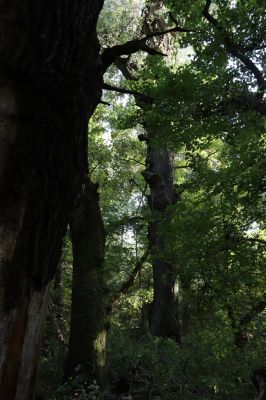 Břeclav, 16.10.2021
Pohansko - lužní les u Dyje.
Klíčová slova: Břeclav Pohansko