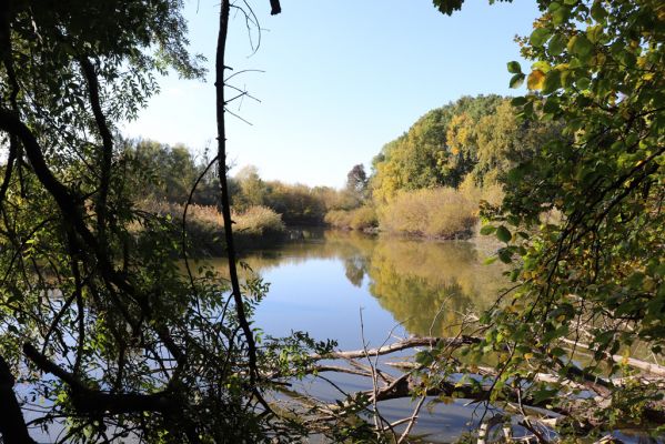 Břeclav, 16.10.2021
Pohansko - lužní les u Dyje. Staré koryto Dyje.
Keywords: Břeclav Pohansko Dyje