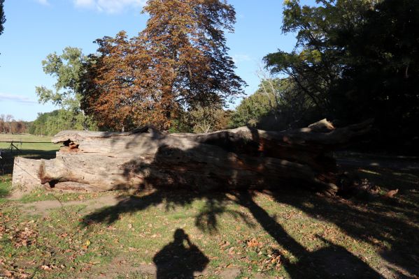 Břeclav, 16.10.2021
Obora Soutok, Pohansko - padlý dub u zámečku.
Mots-clés: Břeclav zámeček Pohansko Obora Soutok Brachygonus ruficeps Lacon querceus