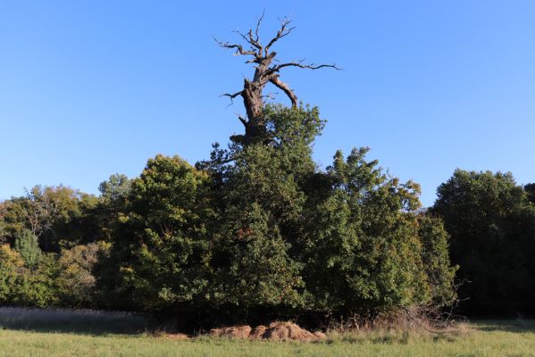 Břeclav, 16.10.2021
Obora Soutok, Pohansko - Král Soutoku.
Mots-clés: Břeclav Pohansko Obora Soutok Král Soutoku