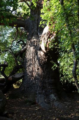 Břeclav, 16.10.2021
Obora Soutok, Pohansko - Král Soutoku.
Klíčová slova: Břeclav Pohansko Obora Soutok Král Soutoku