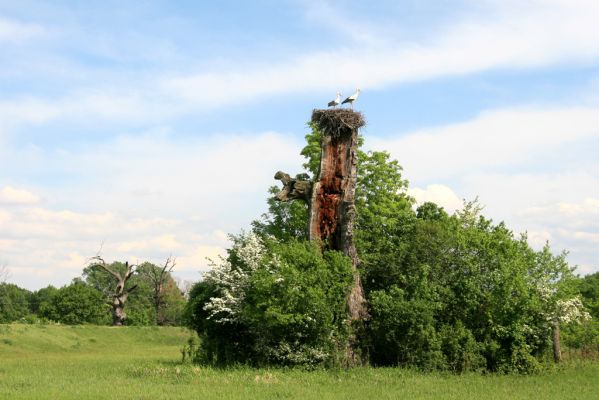 Břeclav, 1.5.2018
Obora Soutok - okolí zámečku Lány.
Mots-clés: Břeclav obora Soutok Lány Ectamenogonus montandoni