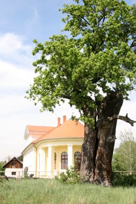 Břeclav, 1.5.2018
Obora Soutok - zámeček Lány.
Klíčová slova: Břeclav obora Soutok Lány Cardiophorus gramineus