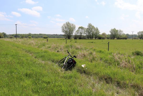 Břehy, 18.5.2019
Žernov - pastvina.
Schlüsselwörter: Břehy Žernov pastvina