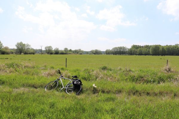 Břehy, 18.5.2019
Žernov - pastvina.
Schlüsselwörter: Břehy Žernov pastvina