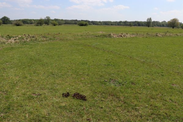 Břehy, 18.5.2019
Žernov - pastvina.
Klíčová slova: Břehy Žernov pastvina