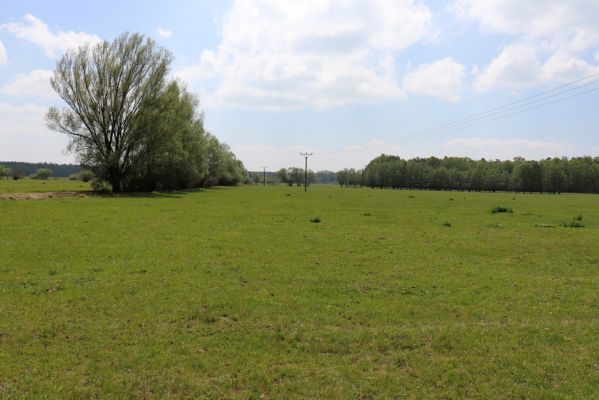 Břehy, 18.5.2019
Žernov - pastvina.
Klíčová slova: Břehy Žernov pastvina