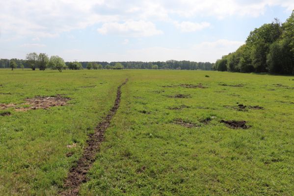 Břehy, 18.5.2019
Žernov - pastvina.
Mots-clés: Břehy Žernov pastvina