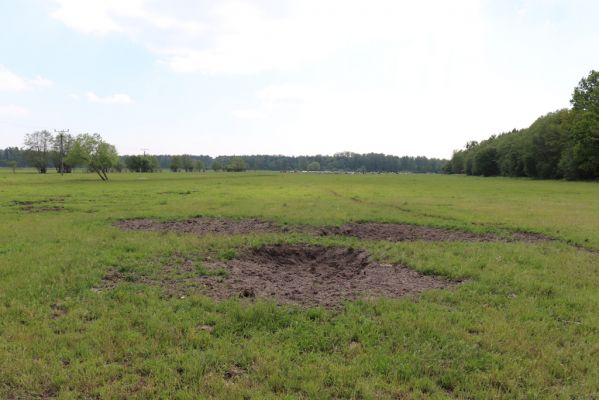 Břehy, 18.5.2019
Žernov - pastvina.
Klíčová slova: Břehy Žernov pastvina